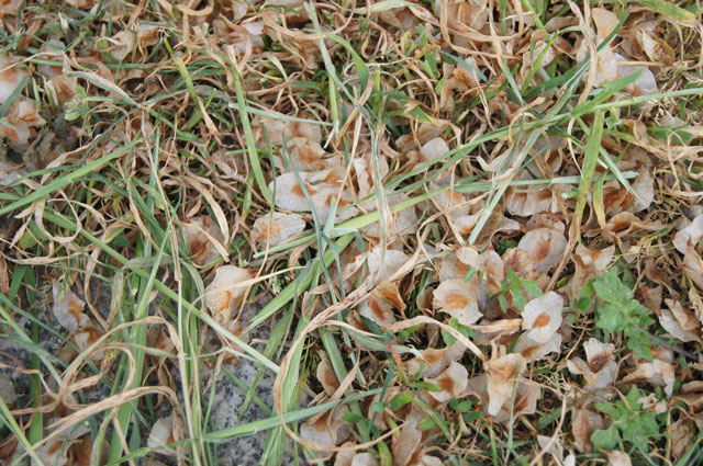 Ulmensamen auf dem Boden