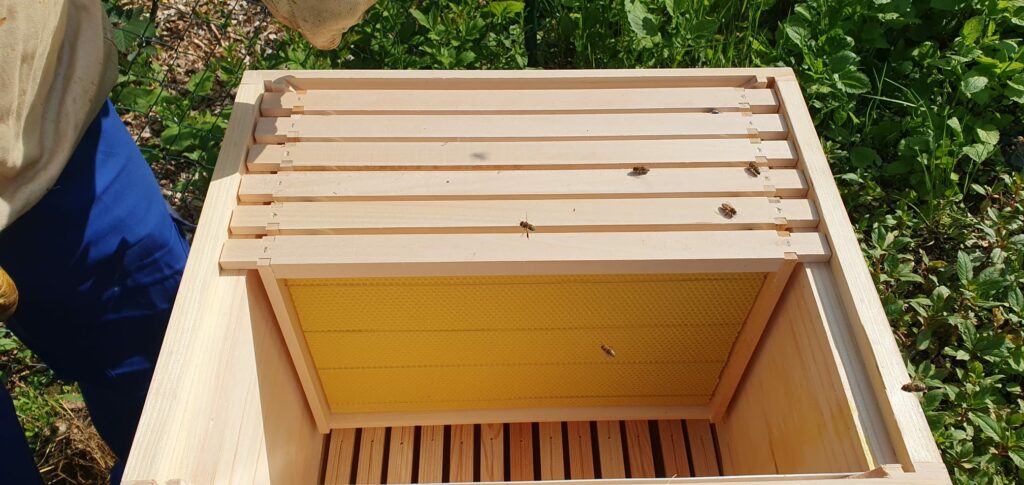 Bienen krabbeln auf den Rähmchen in der fertig gestellten Bienenbeute im Sonnenschein.